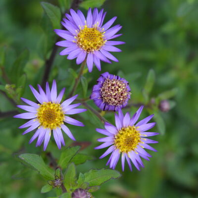 ASTER trifoliatus ssp. ageratoides 'Ezo Murasaki'