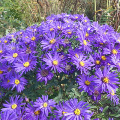 ASTER amellus 'Breslau'