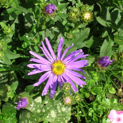 ASTER amellus 'King George'