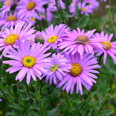 ASTER amellus 'Rosa Erfulling'