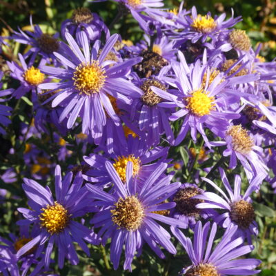 ASTER amellus 'Vanity'