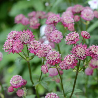 ASTRANTIA 'Bloody Mary'