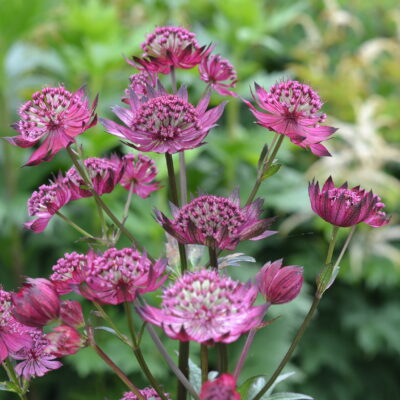 ASTRANTIA 'Bury Court'