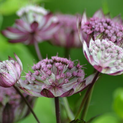 ASTRANTIA major 'Can Candy'