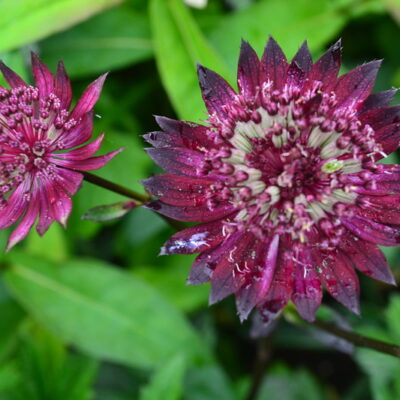 ASTRANTIA 'Dark Desire'