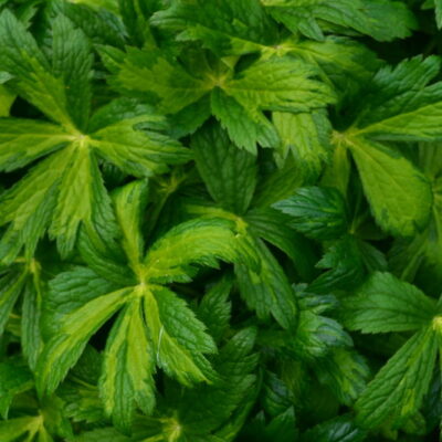 ASTRANTIA major 'Dryad'