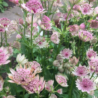 ASTRANTIA 'Good Pink'