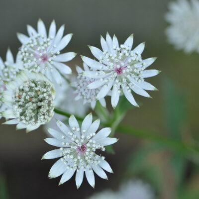 ASTRANTIA major ssp. involucrata 'Jumble Hole'