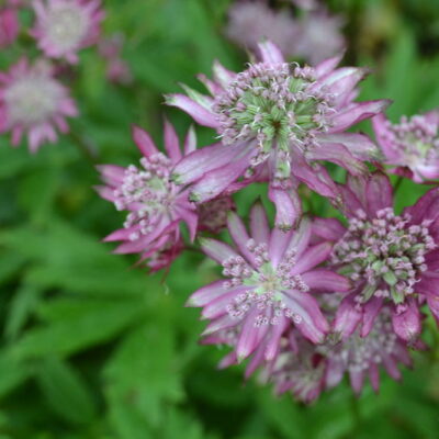 ASTRANTIA 'Larch Cottage Magic'