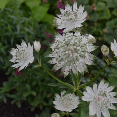 ASTRANTIA major ssp. involucrata 'Orlando'