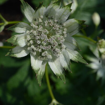 ASTRANTIA major ssp. involucrata 'Snape Cottage'