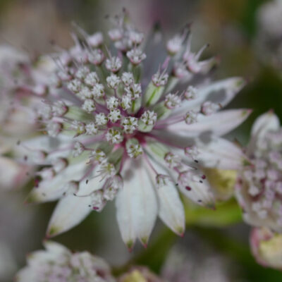 ASTRANTIA major 'Reverse Sunningdale Variegated'