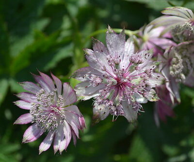 ASTRANTIA 'Bright and Breezy'