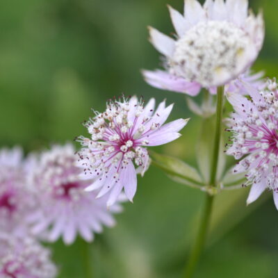 ASTRANTIA major 'Cottage Herbery'