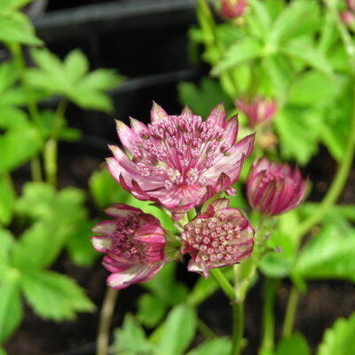 ASTRANTIA major 'Elmblut'