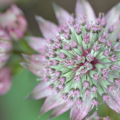 ASTRANTIA major 'Penny's Pink'