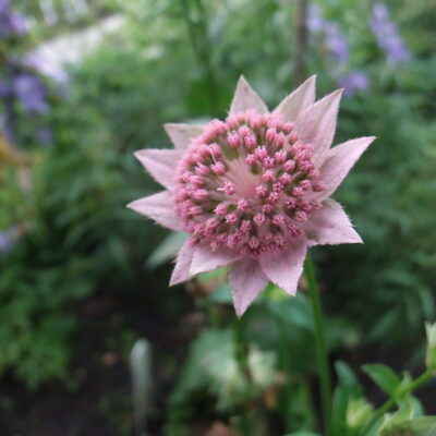 ASTRANTIA maxima