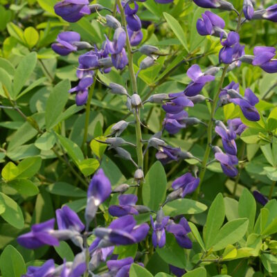 BAPTISIA 'Purple Smoke'