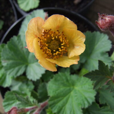 GEUM 'Beech Park Apricot'