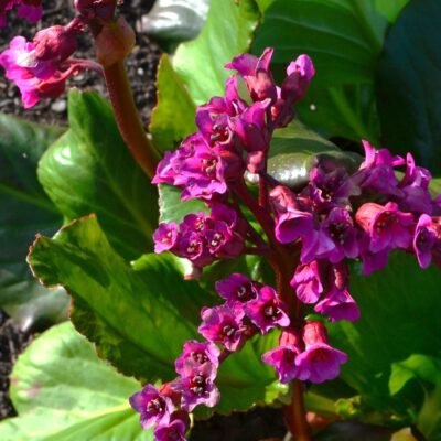 BERGENIA 'Pugsley's Pink'