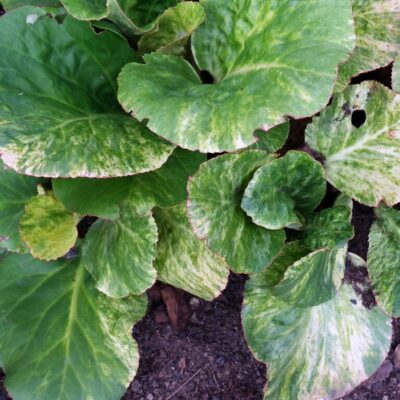 BERGENIA cordifolia 'Tubby Andrews'