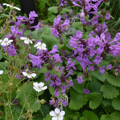 BETONICA macrantha 'Robusta'