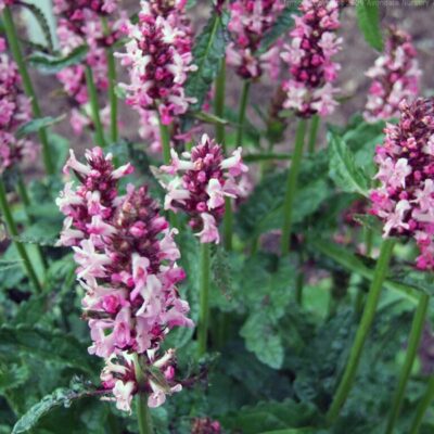 BETONICA macrantha 'Rosea'