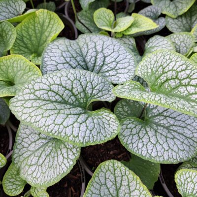BRUNNERA macrophylla 'Alexander's Great'