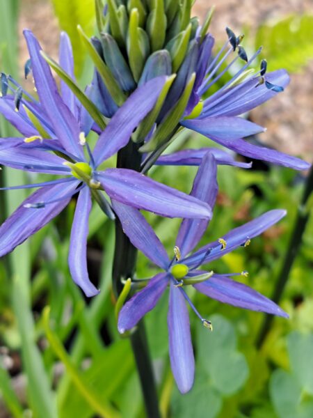 CAMASSIA leichtlinii ssp. suksdorfii 'Caerulea Group'