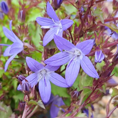 CAMPANULA poscharskyana 'Stella'