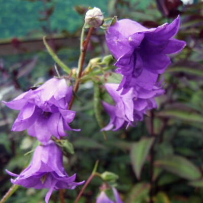CAMPANULA trachelium 'Bernice'