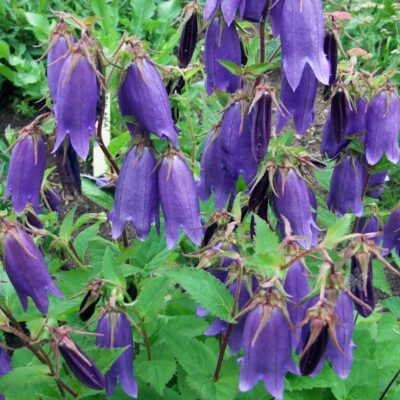 CAMPANULA 'Sarastro' (Mail Order)
