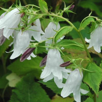 CAMPANULA 'Crystal' (Mail Order)