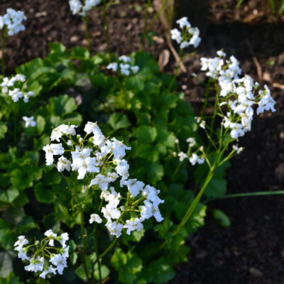 CARDAMINE trifolia
