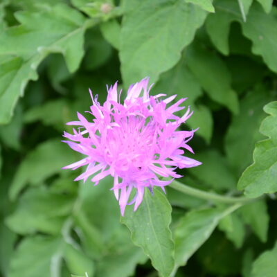 CENTAUREA 'John Coutts'
