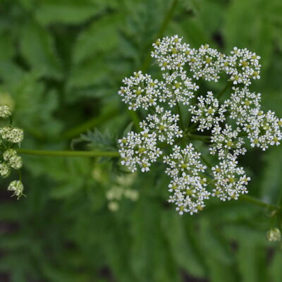 CHAEROPHYLLUM azoricum