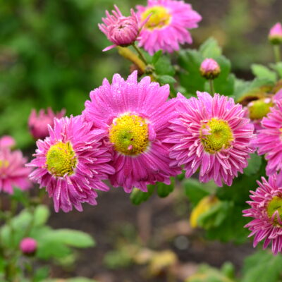 CHRYSANTHEMUM 'Corinna'