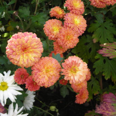 CHRYSANTHEMUM 'Dr Tom Parr'
