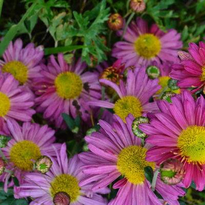 CHRYSANTHEMUM 'Helen Harrison'