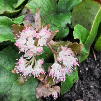 CHRYSOSPLENUM macrophyllum