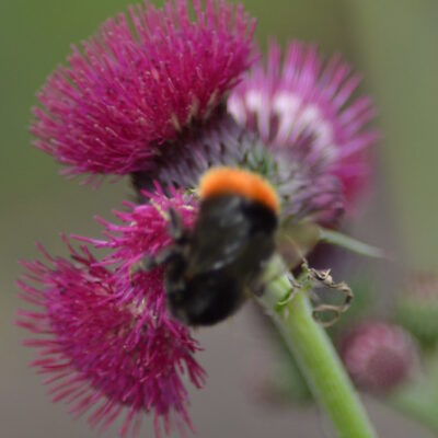 CIRSIUM rivulare 'Atropurpureum'