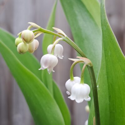 CONVALLARIA keiskei