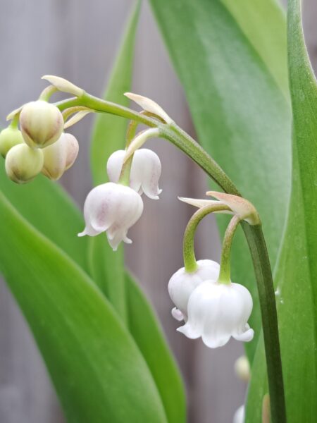 CONVALLARIA keiskei