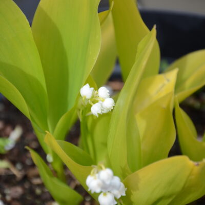 CONVALLARIA majalis 'Golden Jubilee'