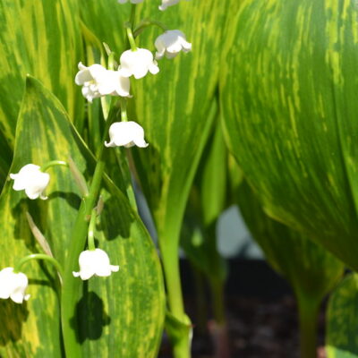 CONVALLARIA majalis 'Green Tapestry'