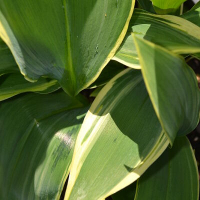 CONVALLARIA majalis 'Hofheim'