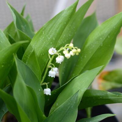 CONVALLARIA majalis 'Berlin Giant'