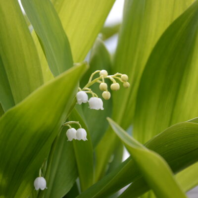 CONVALLARIA majalis 'Landgraaf'