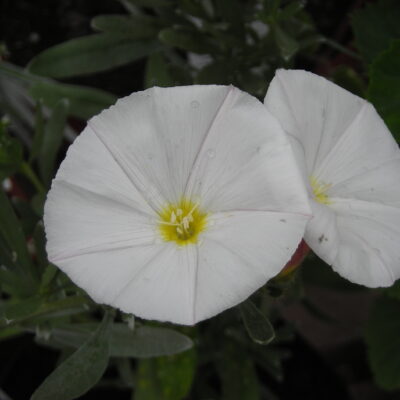 CONVOLVULUS cneorum