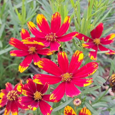 COREOPSIS verticillata 'Ladybird'